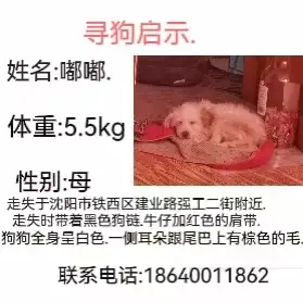 1月30日沈阳市铁西区强工二街建业路附近  走失土狗,柴犬,田园犬,中华田园犬【寻土狗/田园犬启示/启事】