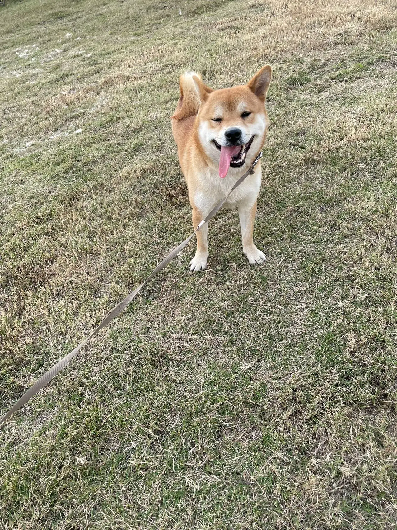 1月6日南宁市燕子岭 保利走失秋田犬【寻秋田犬启示/启事】