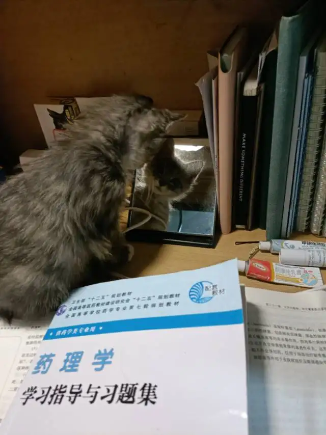 1月7日南京市浦口区南京工业大学领养猫,宠物猫,猫咪【领养启示/启事】