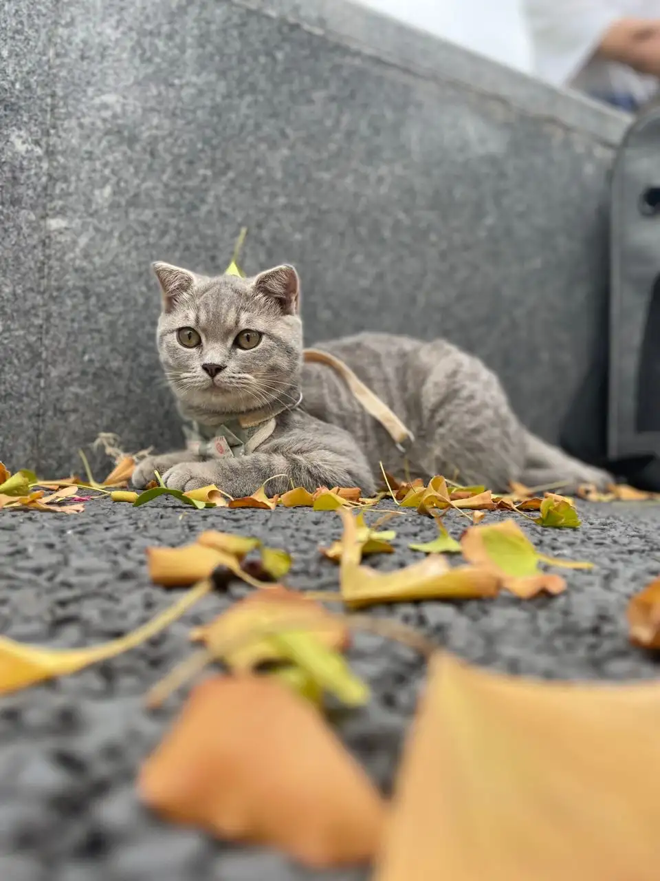 10月9日成都市新都区传化国际新城写字楼走失猫,宠物猫,猫咪【寻猫启示/启事】