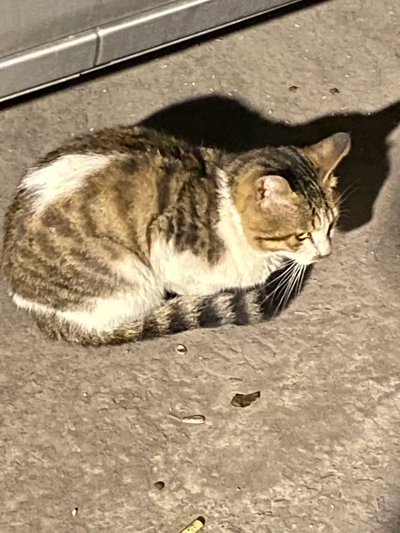 8月29日重庆市渝北区玉宇佳苑发现流浪狸花猫【流浪狸花猫线索】