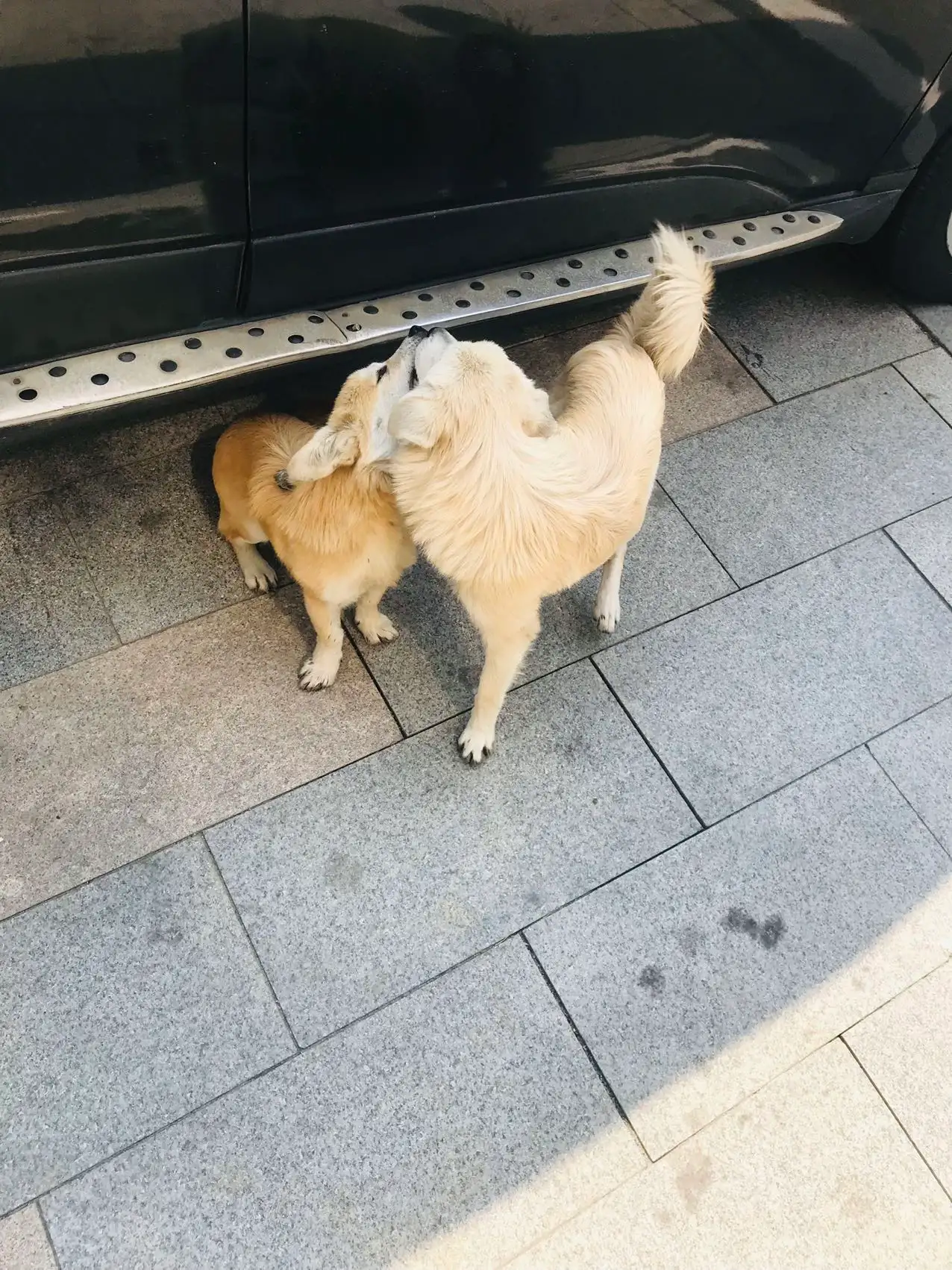 11月2日合肥市蜀山区井岗镇新城电力产业大厦领养土狗,柴犬,田园犬,中华田园犬【领养启示/启事】