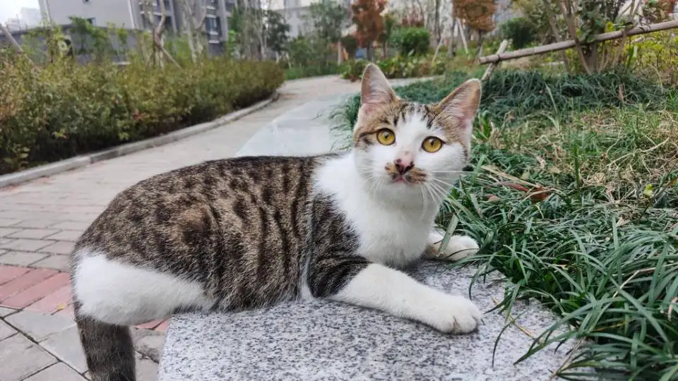 11月18日荆州市荆州区城南街道御河路城南御苑小区发现流浪田园猫,家猫【流浪田园猫/家猫线索】