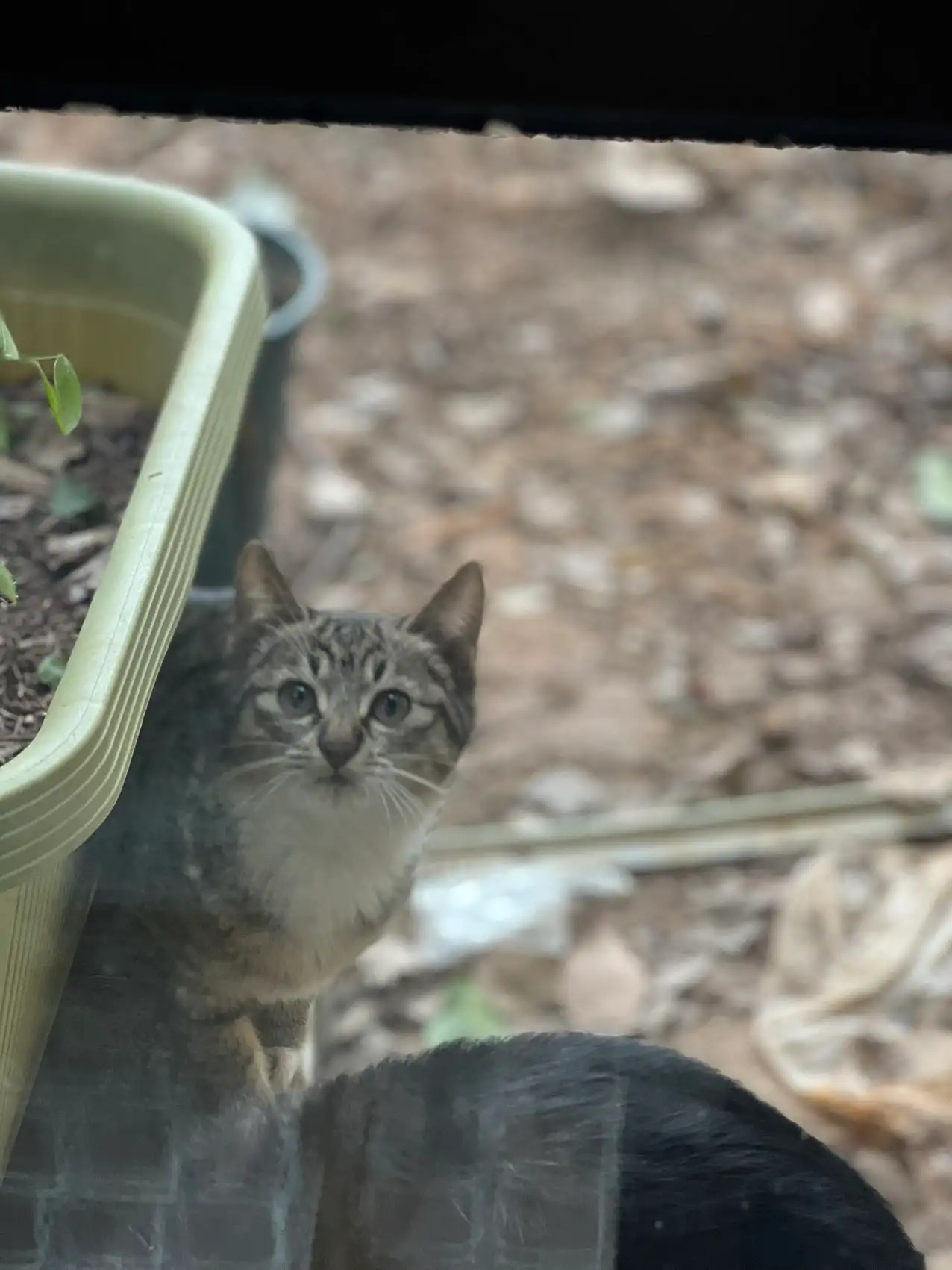 11月18日岳阳市小区花坛捡到流浪猫,宠物猫,猫咪【猫招领启示/启事】