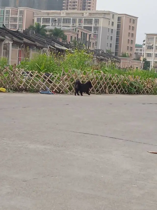 2月10日揭阳市普宁市占陇镇后楼小学附近捡到流浪狗,宠物狗【狗招领启示/启事】