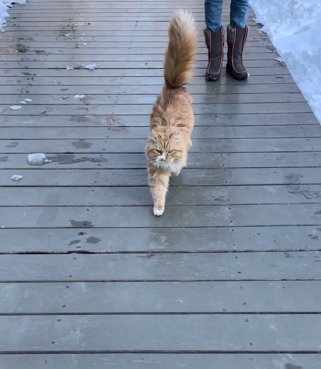 2月7日北京市朝阳区呼家楼央视院捡到流浪临清狮子猫【狮子猫招领启示/启事】