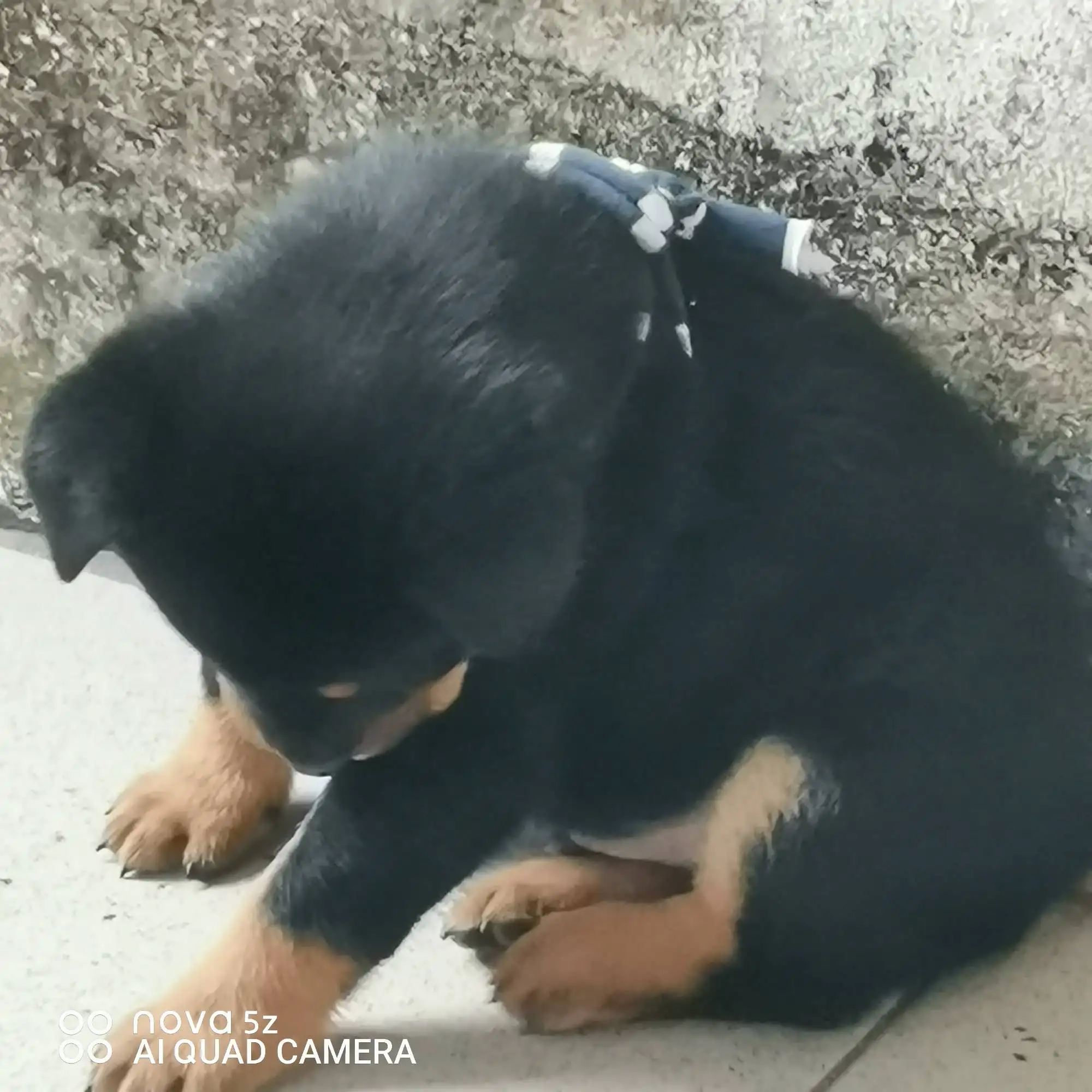 2月26日中山市广东中山坦洲镇工农大街走失罗威纳犬【寻罗威纳犬启示/启事】