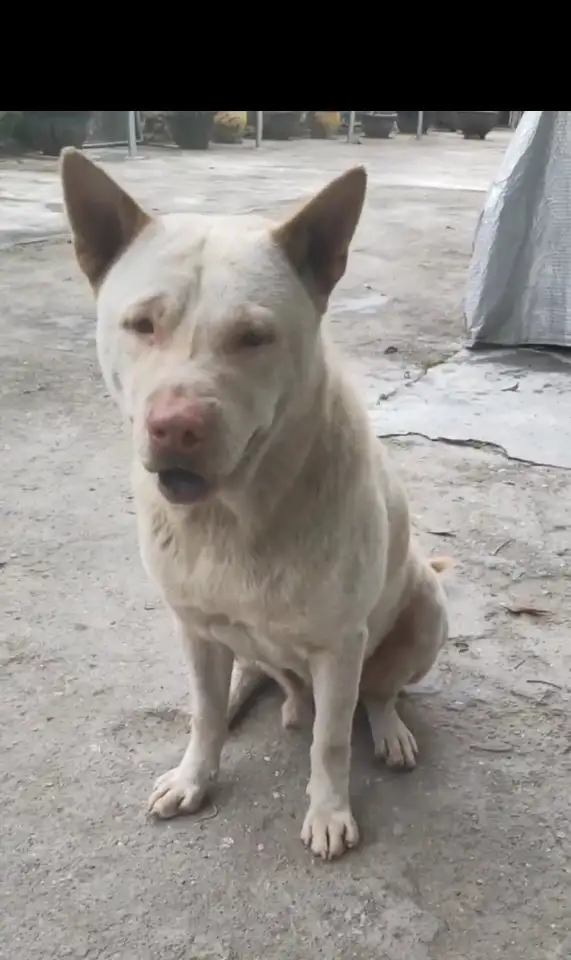 2月26日广州市黄埔区广州市黄埔区南湾走失土狗,柴犬,田园犬,中华田园犬【寻土狗/田园犬启示/启事】