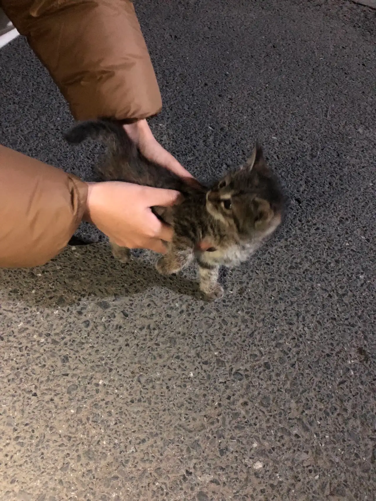 2月5日杭州市萧山区体育路领养狸花猫【领养启示/启事】