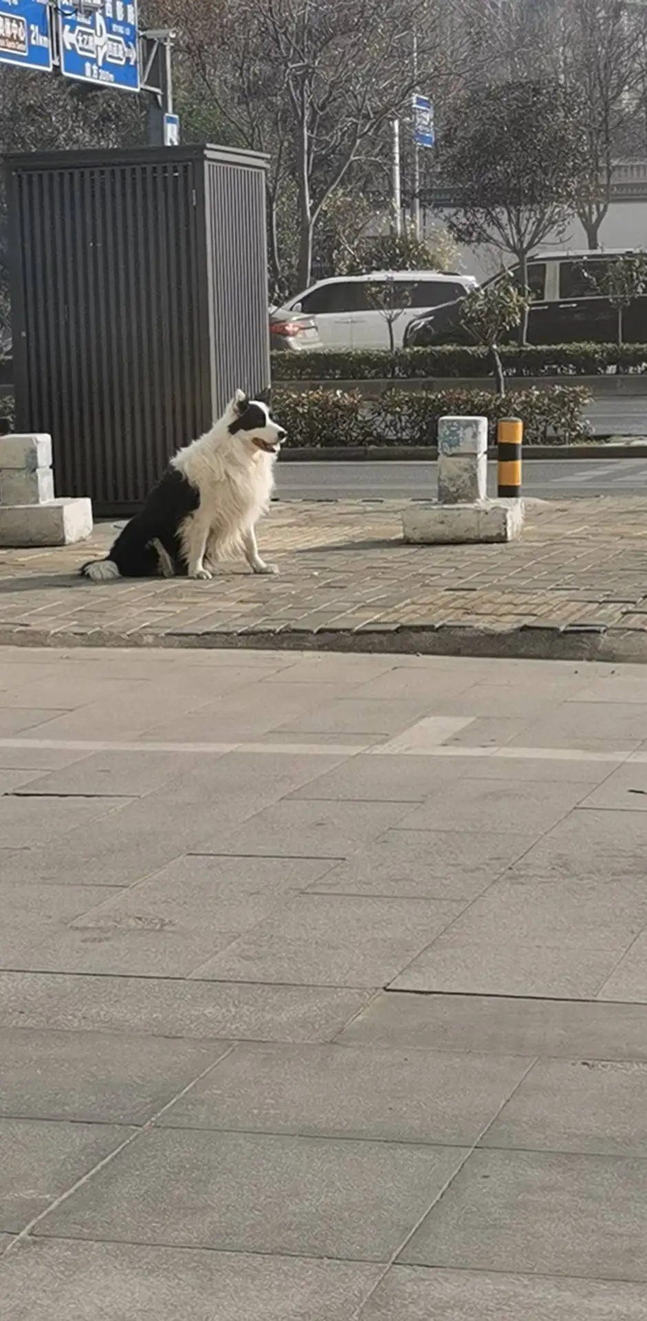 2月4日西安市灞桥区通塬路走失边牧,边境牧羊犬【寻边牧/边境牧羊犬启示/启事】