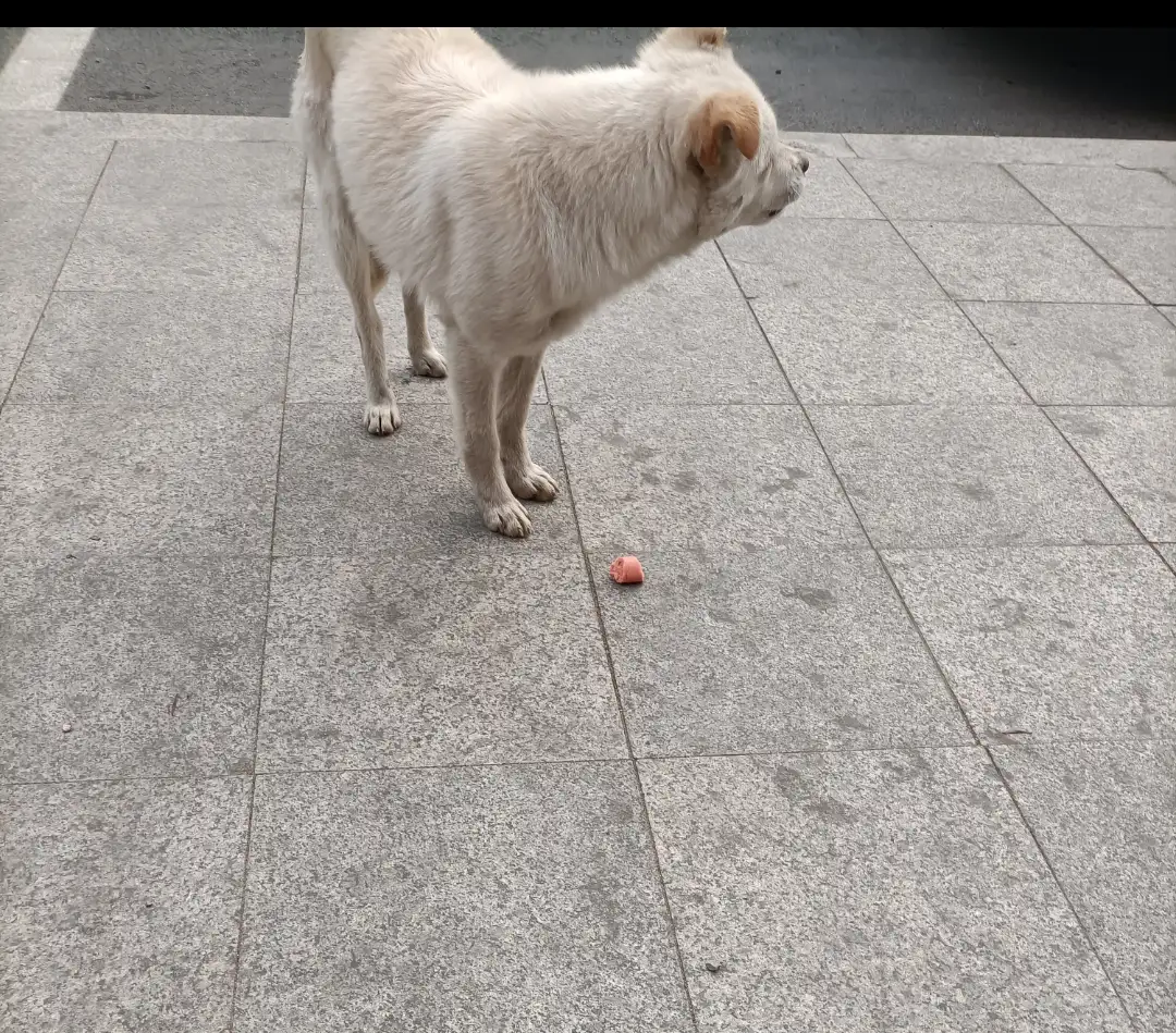 2月8日烟台市莱阳市莱阳一中周围发现流浪狗,宠物狗【流浪狗线索】