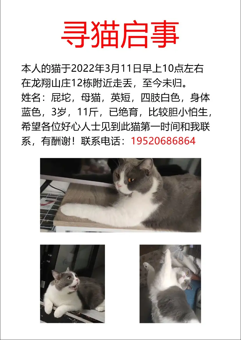 3月11日深圳市宝安区龙翔山庄走失英短,英国短毛猫【寻英国短毛猫启示/启事】