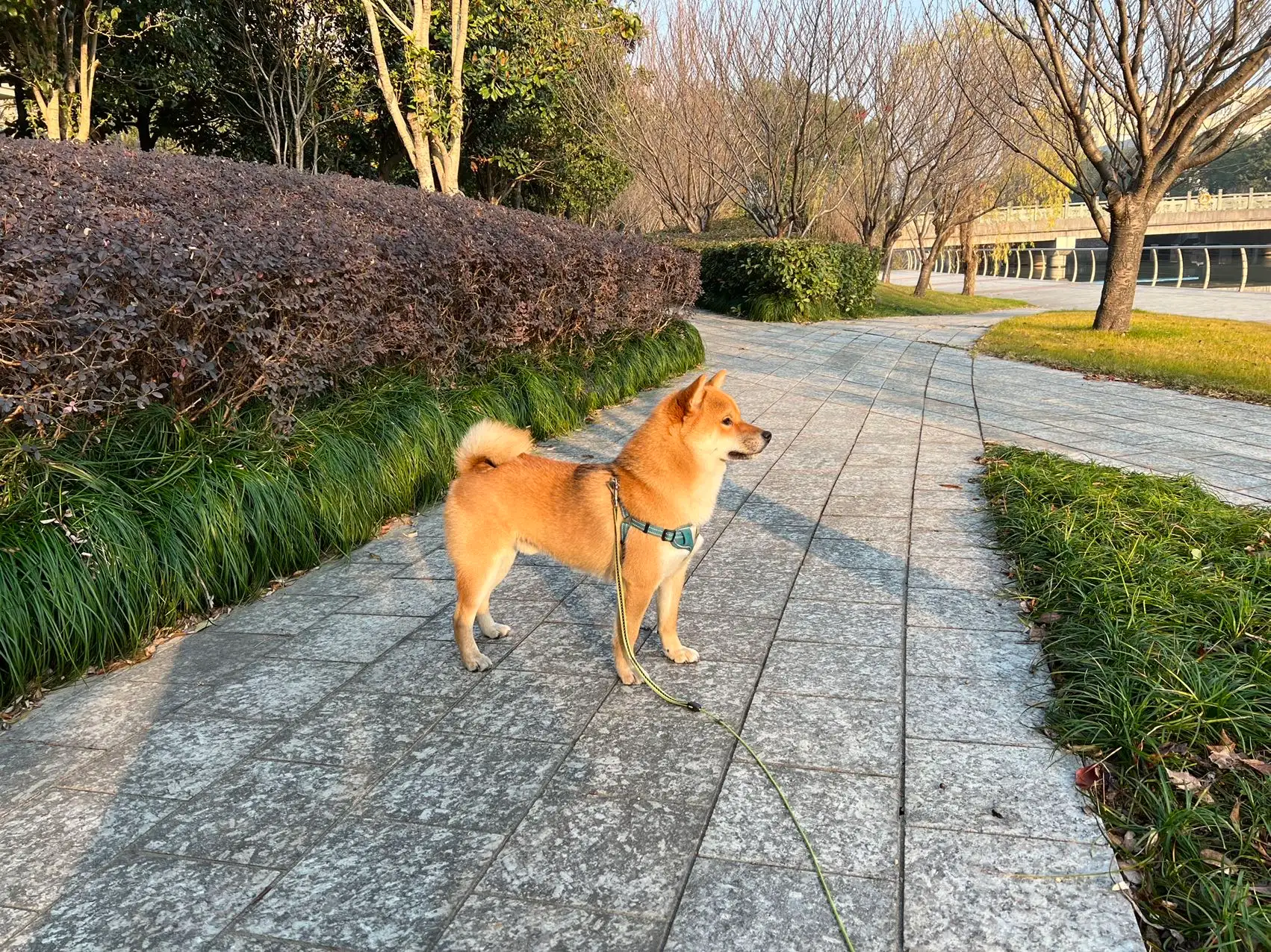 2月1日烟台市莱山区滨海中路的海滩走失狗,宠物狗【寻狗启示/启事】