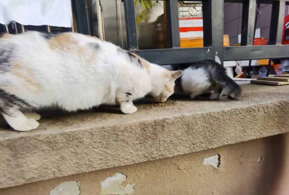 3月12日合肥市蜀山区华地公馆发现流浪猫,宠物猫,猫咪【流浪猫线索】