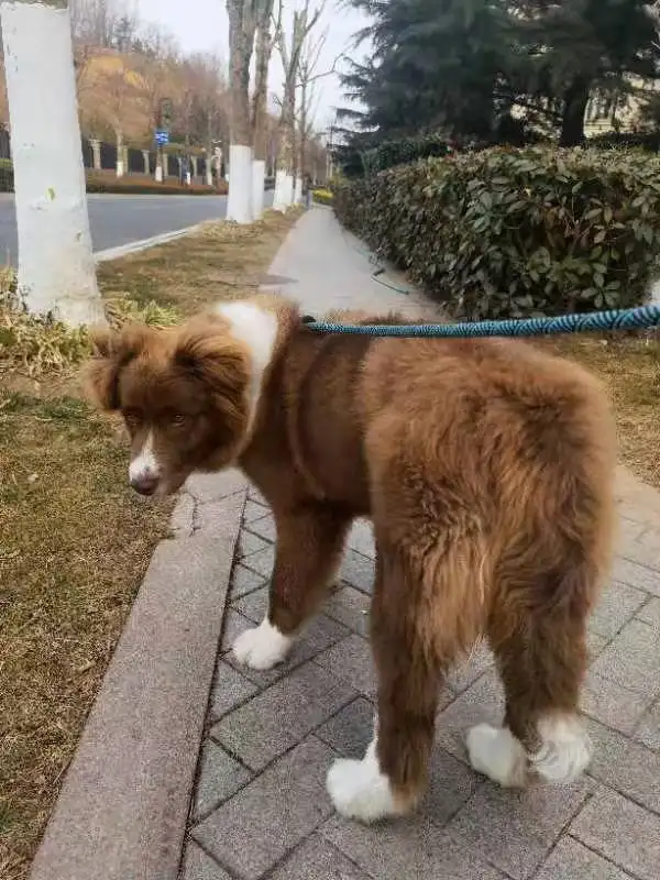 3月15日青岛市市北区浮山后六小区走失边牧,边境牧羊犬【寻边牧/边境牧羊犬启示/启事】