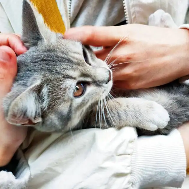 2月15日佛山市三水区富善花园捡到流浪猫,宠物猫,猫咪【猫招领启示/启事】