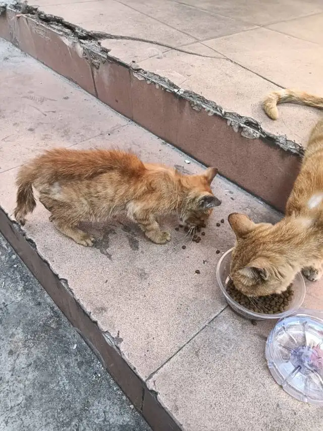 3月4日东莞市虎门赤岗发现流浪橘猫【流浪橘猫线索】