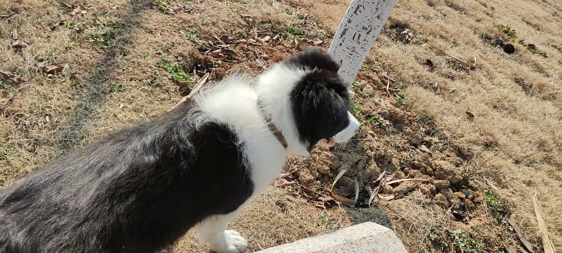 3月3日滁州市天长市天长市丽阳兰庭走失边牧,边境牧羊犬【寻边牧/边境牧羊犬启示/启事】