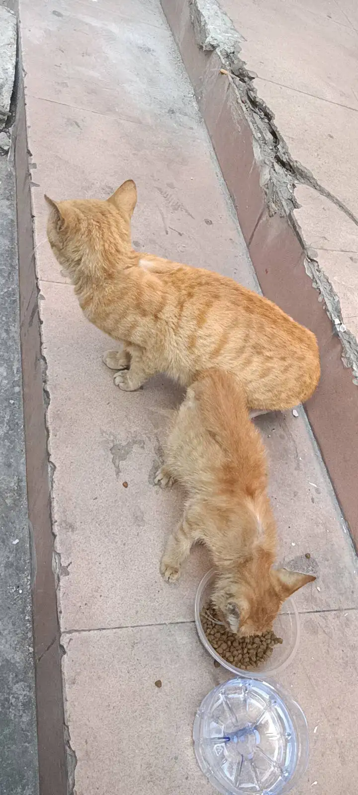 3月4日东莞市虎门赤岗发现流浪橘猫【流浪橘猫线索】