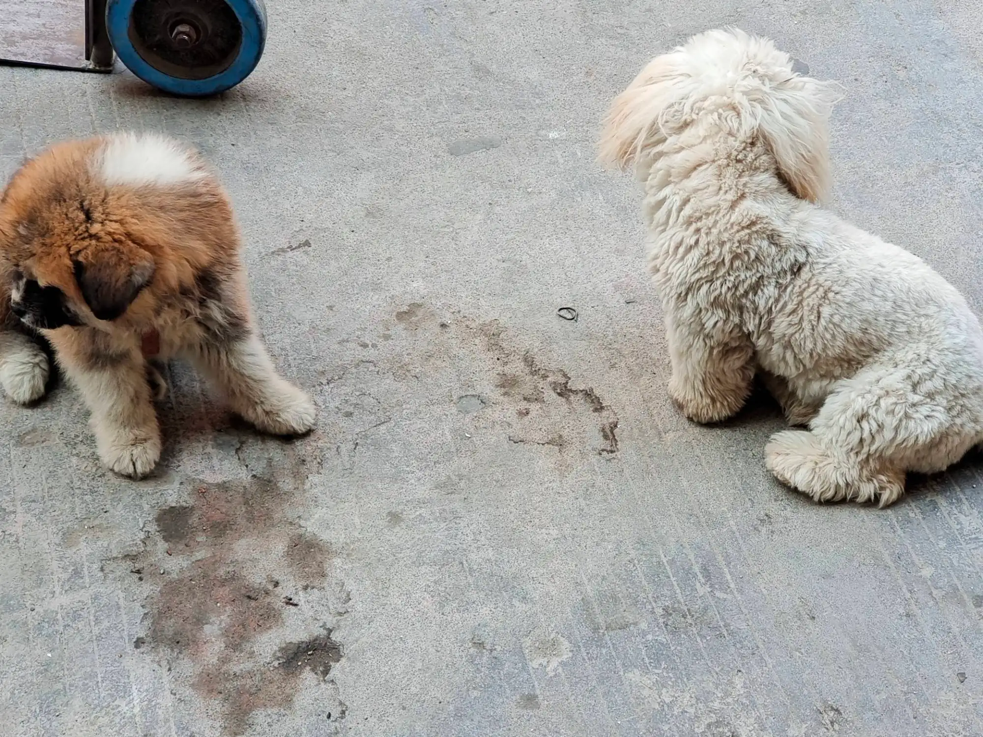 3月5日东莞市大朗镇蔡边村红深街2号荣明购销部走失秋田犬【寻秋田犬启示/启事】