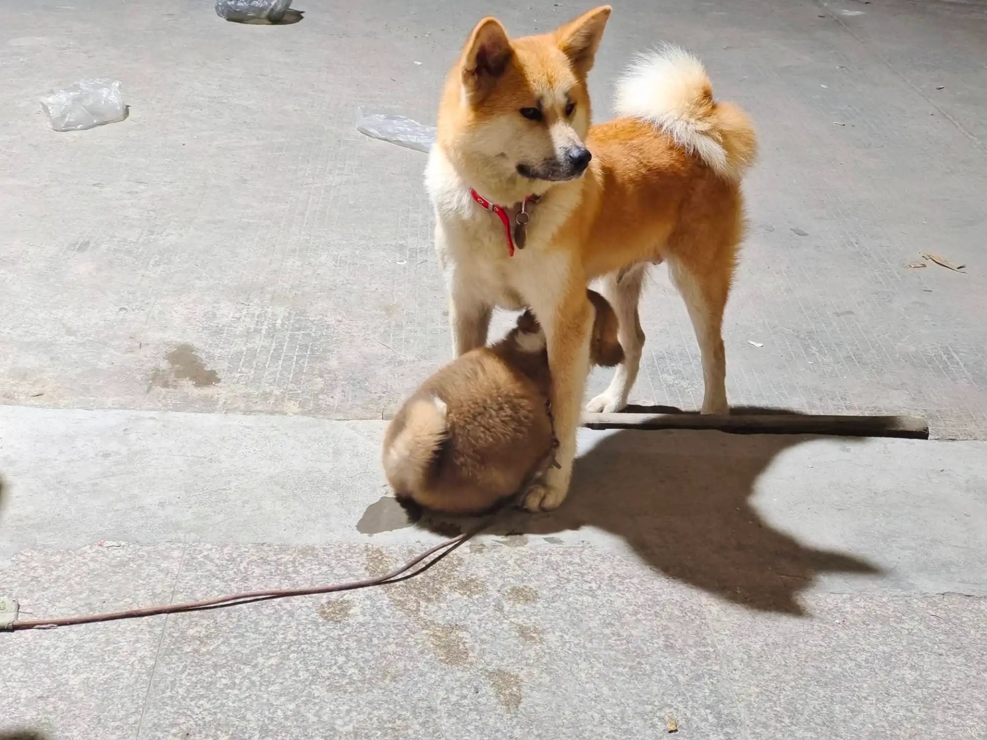 3月5日东莞市大朗镇蔡边村红深街2号荣明购销部走失秋田犬【寻秋田犬启示/启事】