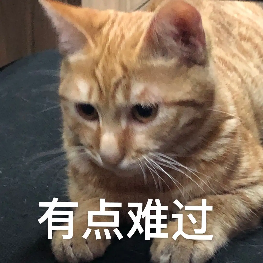 3月8日佛山市顺德区广东泰檙隆实业有限公司领养橘猫【领养启示/启事】