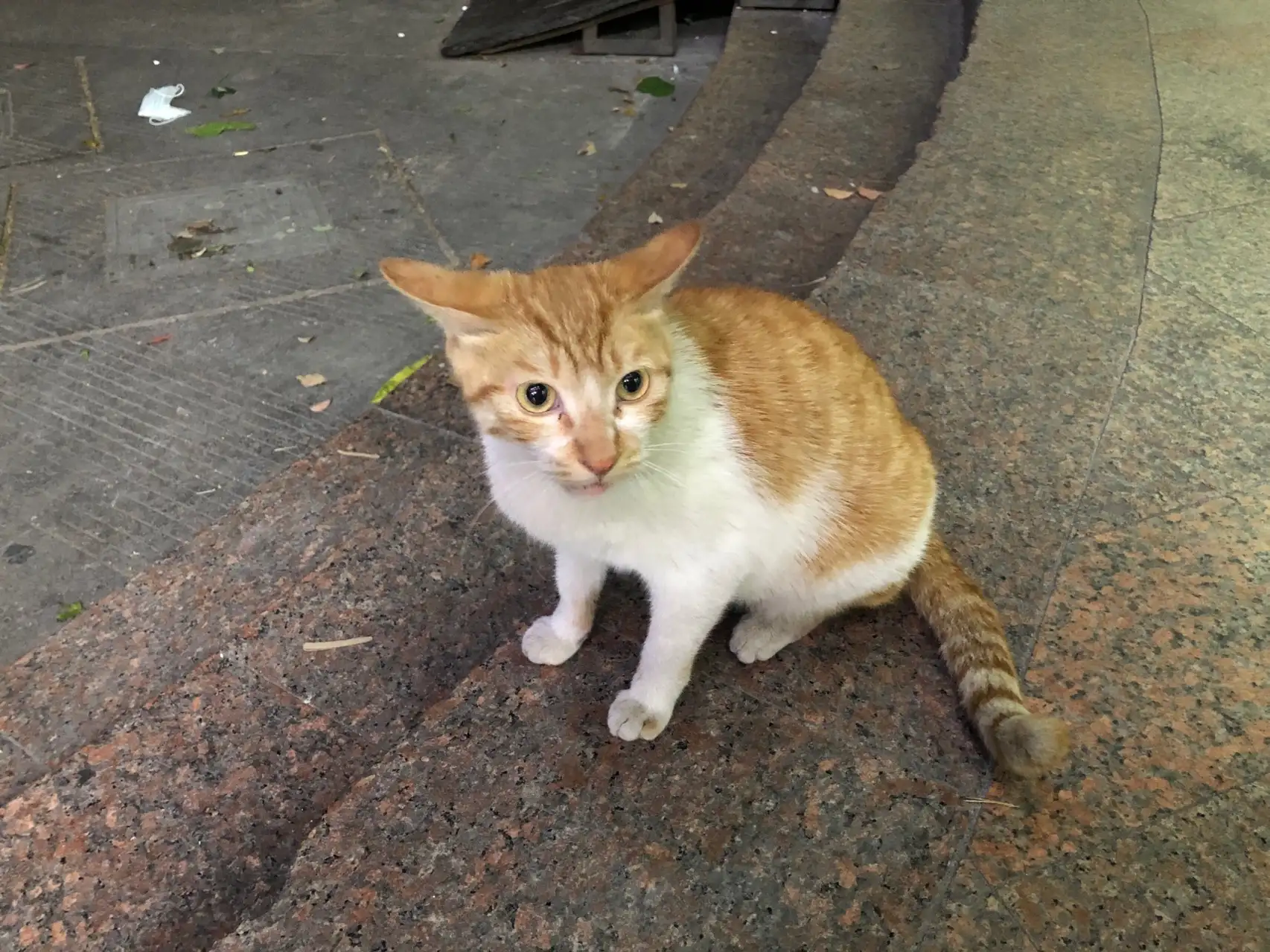 4月21日宁波市海曙区天一豪景楼下天一便利超市门口发现流浪猫,宠物猫,猫咪【流浪猫线索】