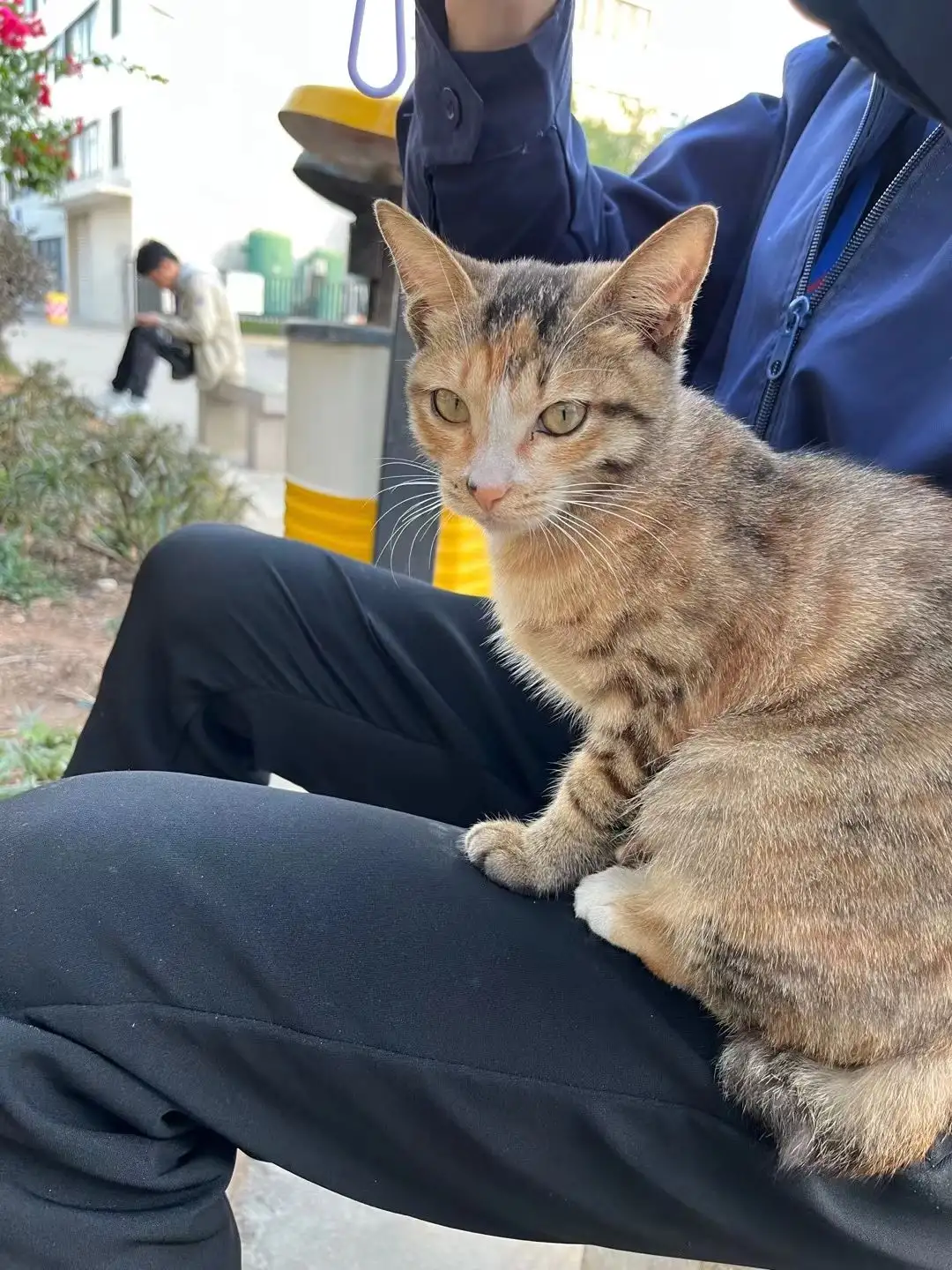 4月25日泉州市石狮市泉州石狮市蚶江镇发现流浪狸花猫【流浪狸花猫线索】