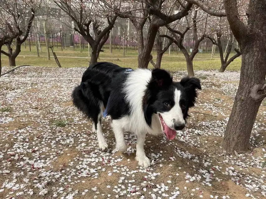 4月9日郑州市中原区须水河滨河公园走失边牧,边境牧羊犬【寻边牧/边境牧羊犬启示/启事】