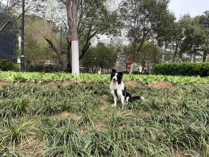 4月9日郑州市中原区须水河滨河公园走失边牧,边境牧羊犬【寻边牧/边境牧羊犬启示/启事】