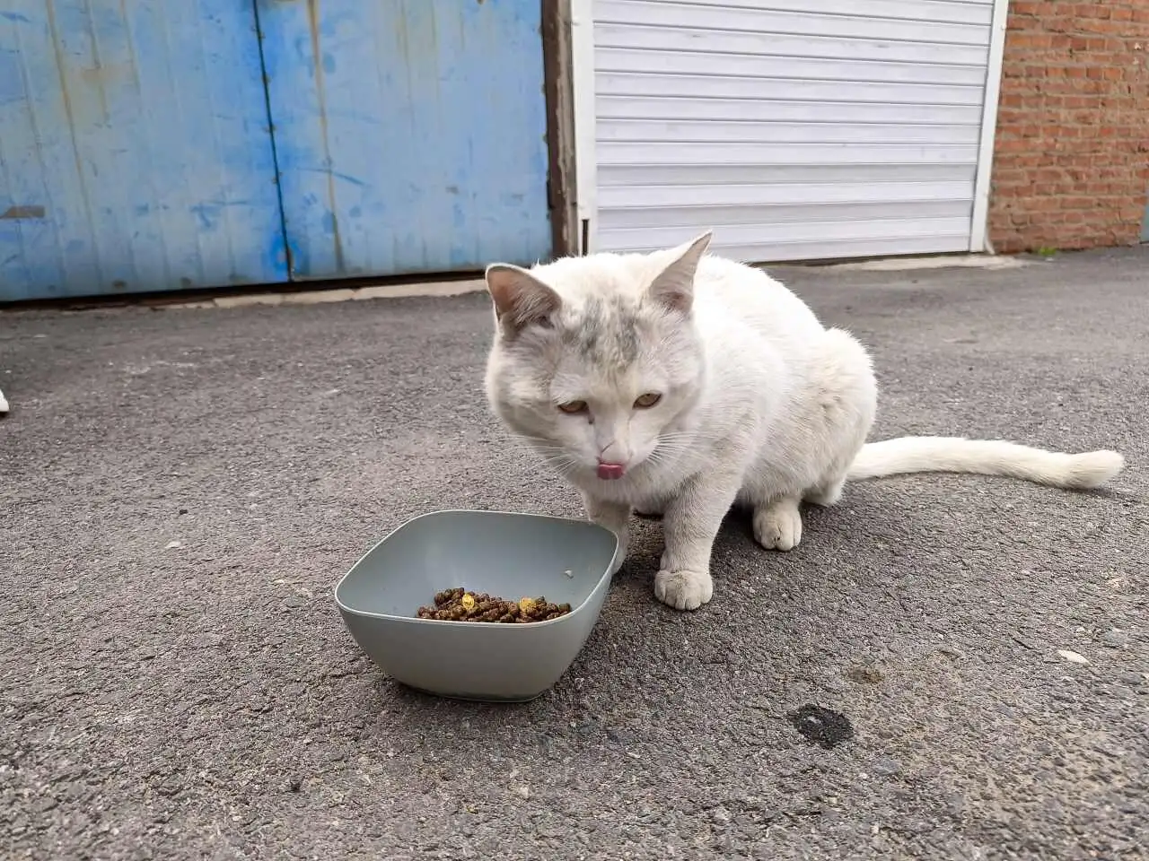 5月10日通化市梅河口市西街交通小区捡到流浪猫,宠物猫,猫咪【猫招领启示/启事】