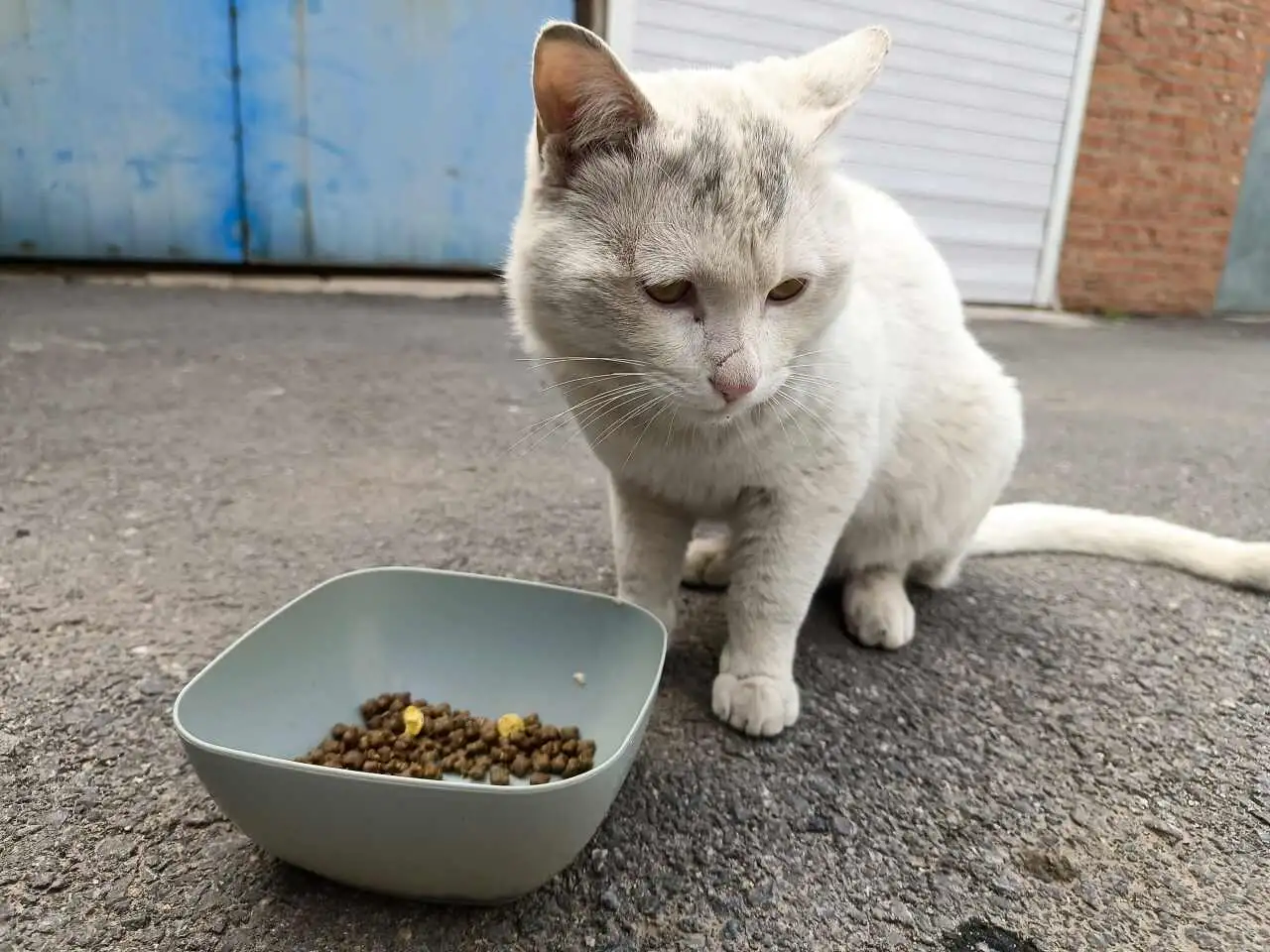 5月10日通化市梅河口市西街交通小区捡到流浪猫,宠物猫,猫咪【猫招领启示/启事】