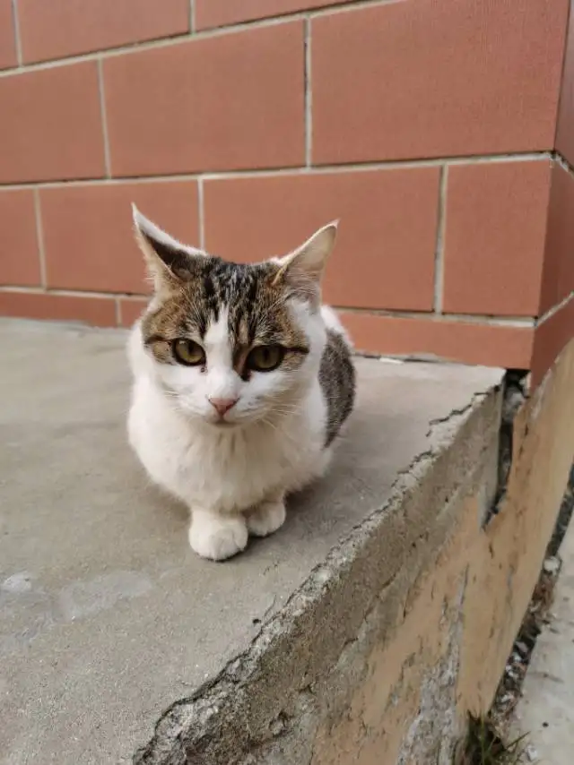 5月14日威海市环翠区南竹岛领养田园猫,家猫【领养启示/启事】