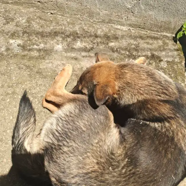 5月21日台州市天台县白鹤镇下郭洋村走失土狗,柴犬,田园犬,中华田园犬【寻土狗/田园犬启示/启事】