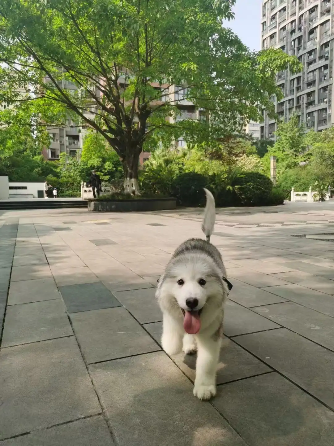 5月23日成都市锦江区成都水井坊博物馆门口走失阿拉斯加犬【寻阿拉斯加犬启示/启事】