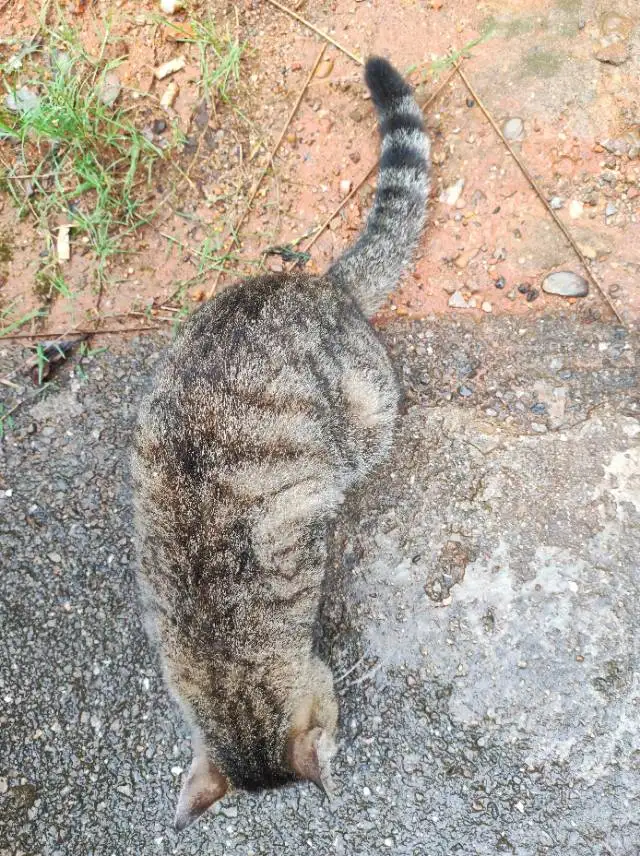 5月24日湘潭市雨湖区湖南科技大学领养狸花猫【领养启示/启事】