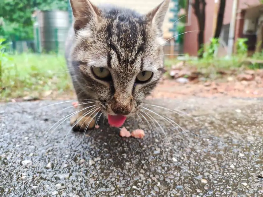 5月24日湘潭市雨湖区湖南科技大学领养狸花猫【领养启示/启事】