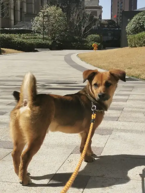 5月2日郑州市中原区郑州市高新区睿智禧园东门走丢走失土狗,柴犬,田园犬,中华田园犬【寻土狗/田园犬启示/启事】