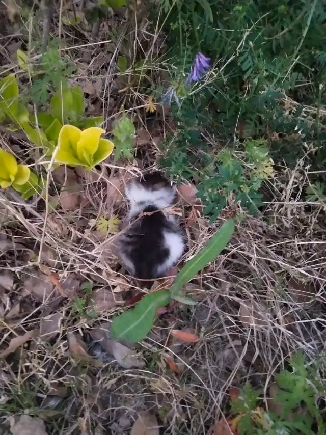 5月7日盐城市亭湖区新河商业街领养狸花猫【领养启示/启事】