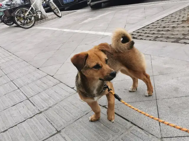 5月2日郑州市中原区郑州市高新区睿智禧园东门走丢走失土狗,柴犬,田园犬,中华田园犬【寻土狗/田园犬启示/启事】