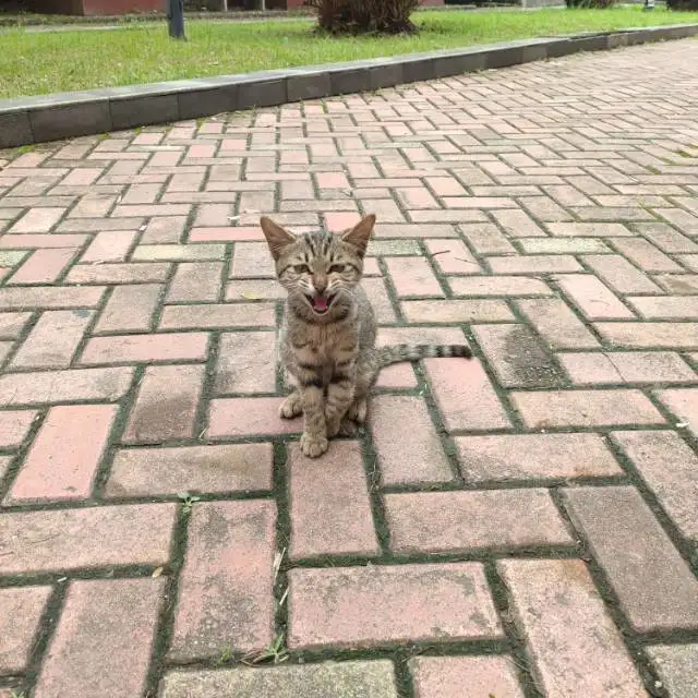 6月1日南昌市青山湖区南京东路格林晴天发现流浪狸花猫【流浪狸花猫线索】