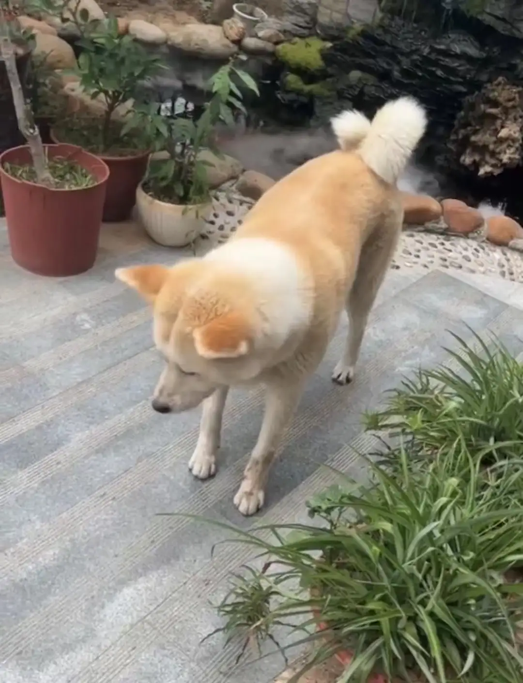 6月14日周口市川汇区大庆路与交通路交叉口走失秋田犬【寻秋田犬启示/启事】