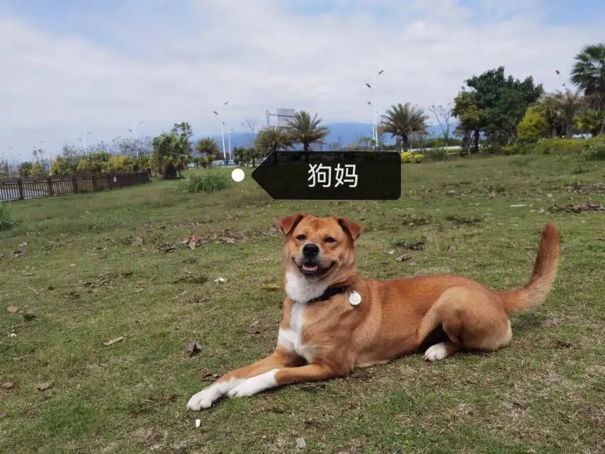 6月24日厦门市海沧区海沧新垵领养土狗,柴犬,田园犬,中华田园犬【领养启示/启事】