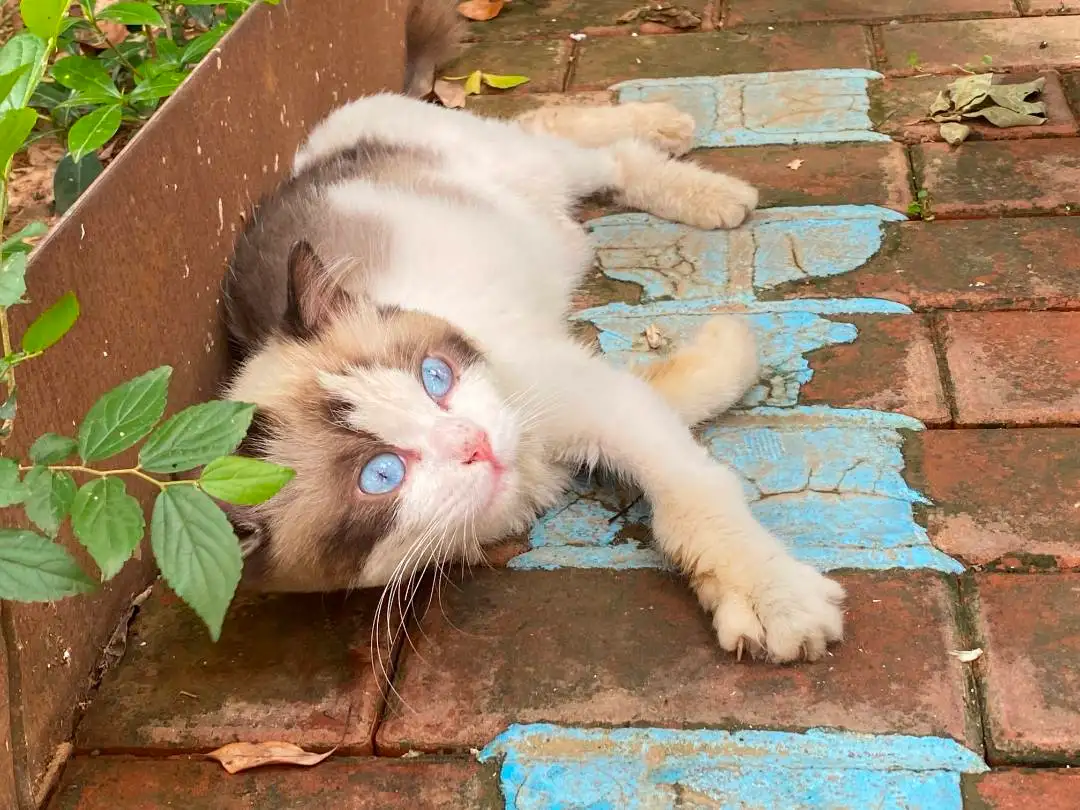 6月26日金华市婺城区豪森酒店旁捡到流浪布偶猫【布偶猫招领启示/启事】