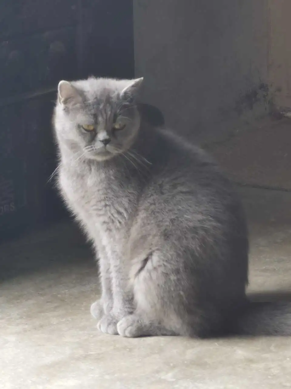 7月14日西安市灞桥区张李村六组走失英短蓝猫,英国蓝色短毛猫【寻英短蓝猫启示/启事】