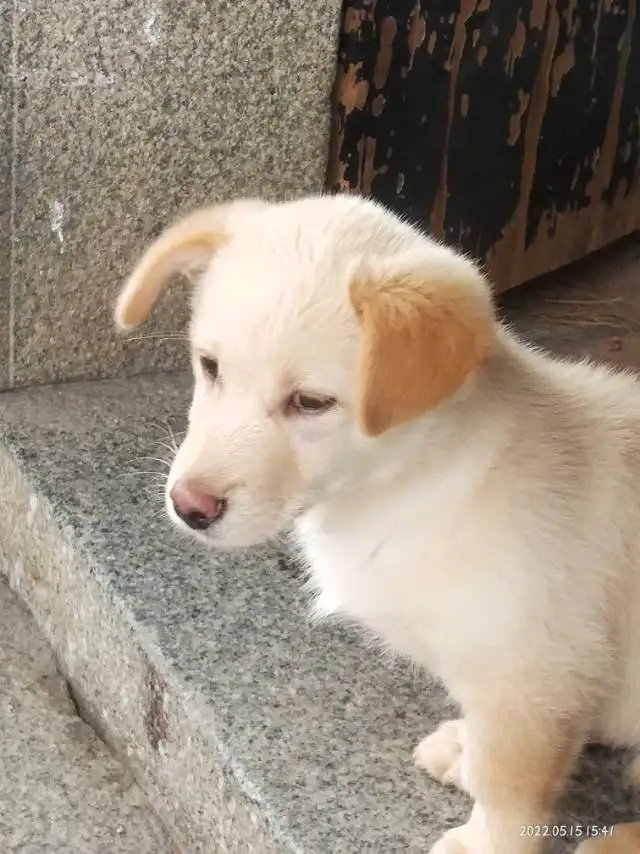 7月23日漳州市平和县在平和第六中学前走失土狗,柴犬,田园犬,中华田园犬【寻土狗/田园犬启示/启事】