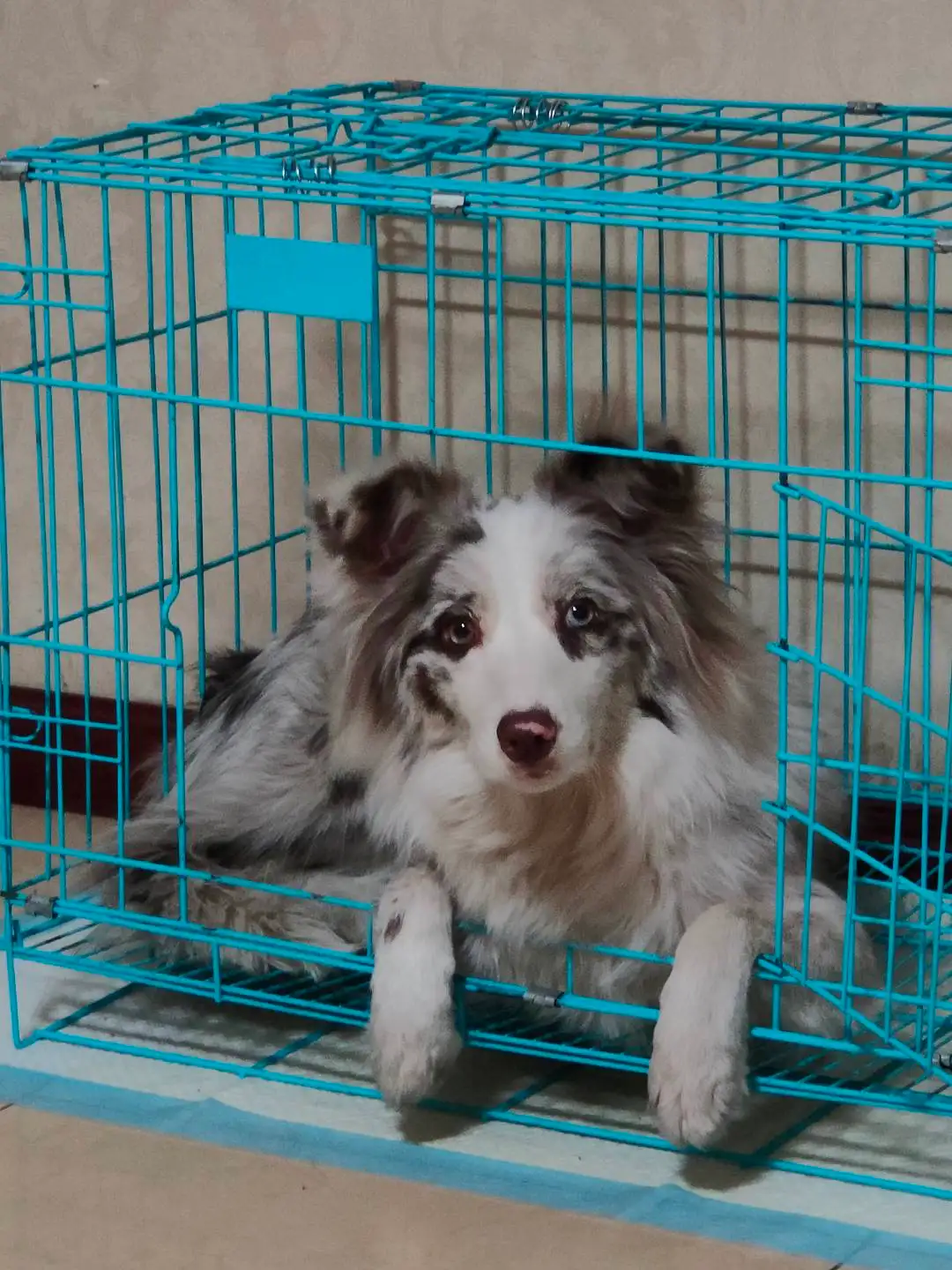 7月30日太原市迎泽区水西关附近走失边牧,边境牧羊犬【寻边牧/边境牧羊犬启示/启事】