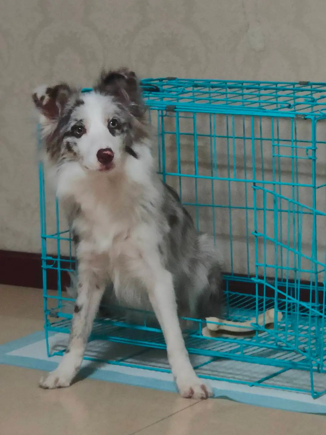 7月30日太原市迎泽区水西关附近走失边牧,边境牧羊犬【寻边牧/边境牧羊犬启示/启事】