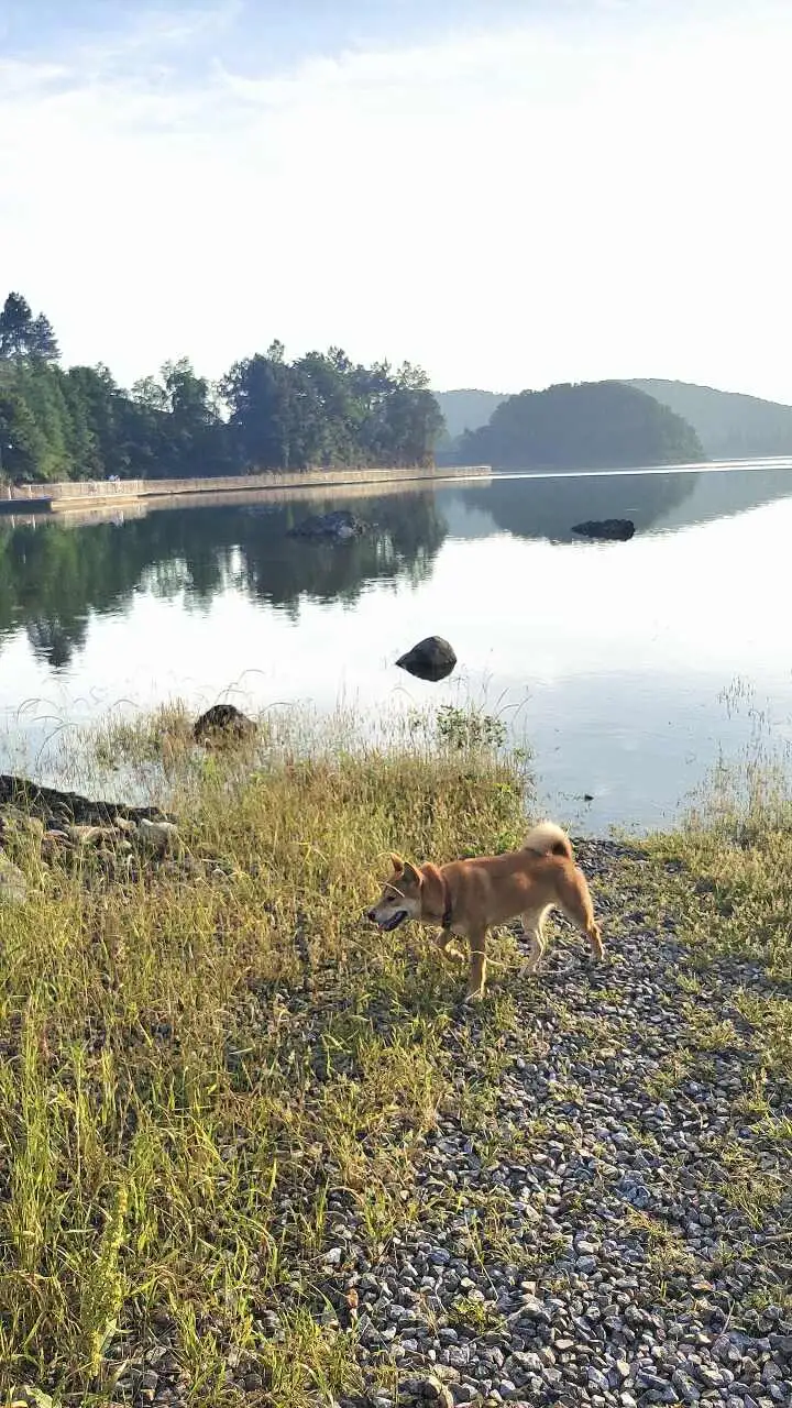 7月2日金华市金东区长堰路277号走失秋田犬【寻秋田犬启示/启事】