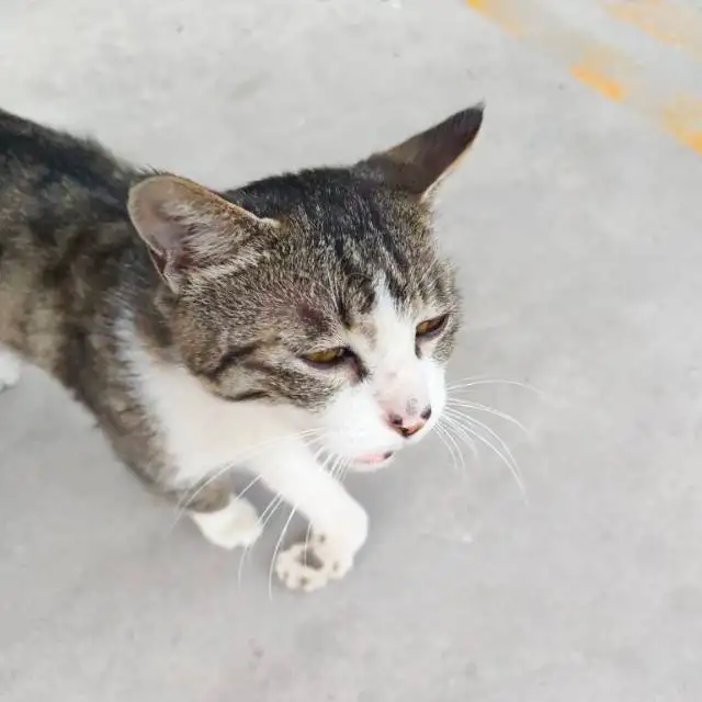 7月5日咸阳市泾阳县泾城华府小区发现流浪猫,宠物猫,猫咪【流浪猫线索】